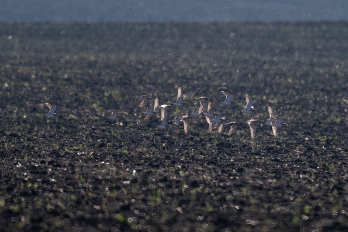 Mountain Plover - ML645684008