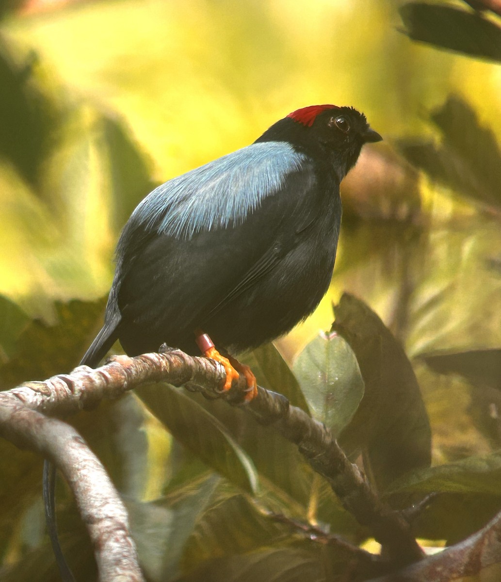 Long-tailed Manakin - ML645684010