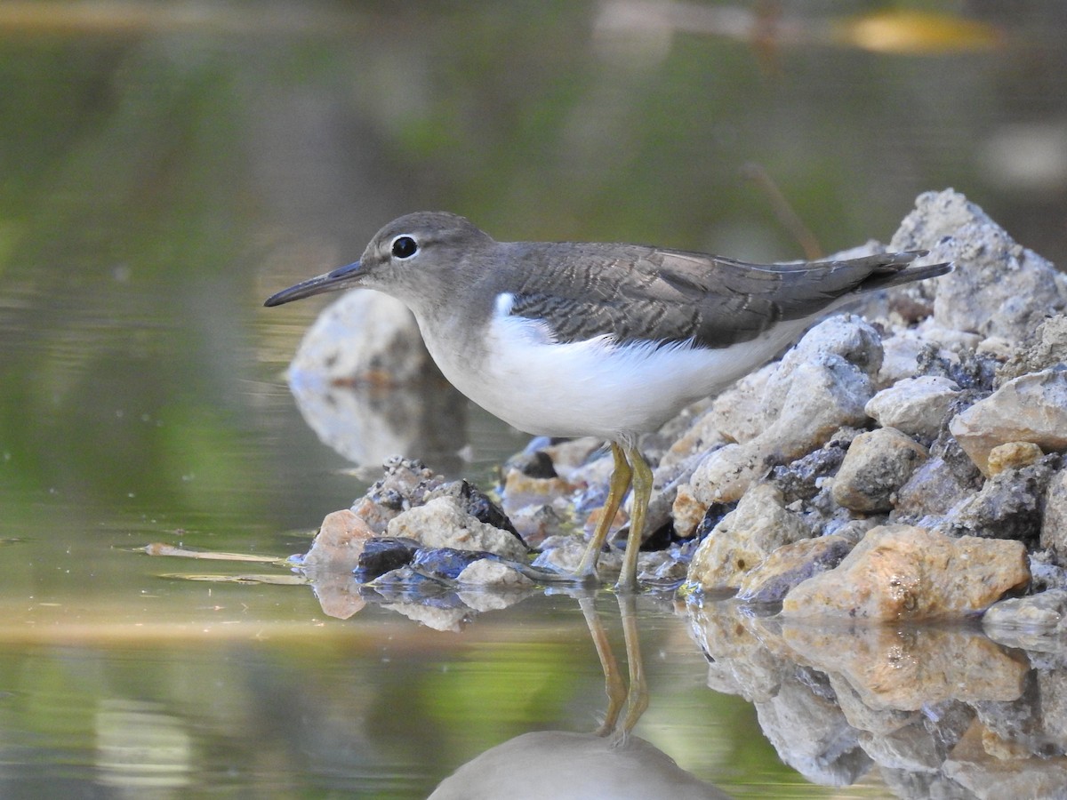 Piro piro macchiato - ML645684011