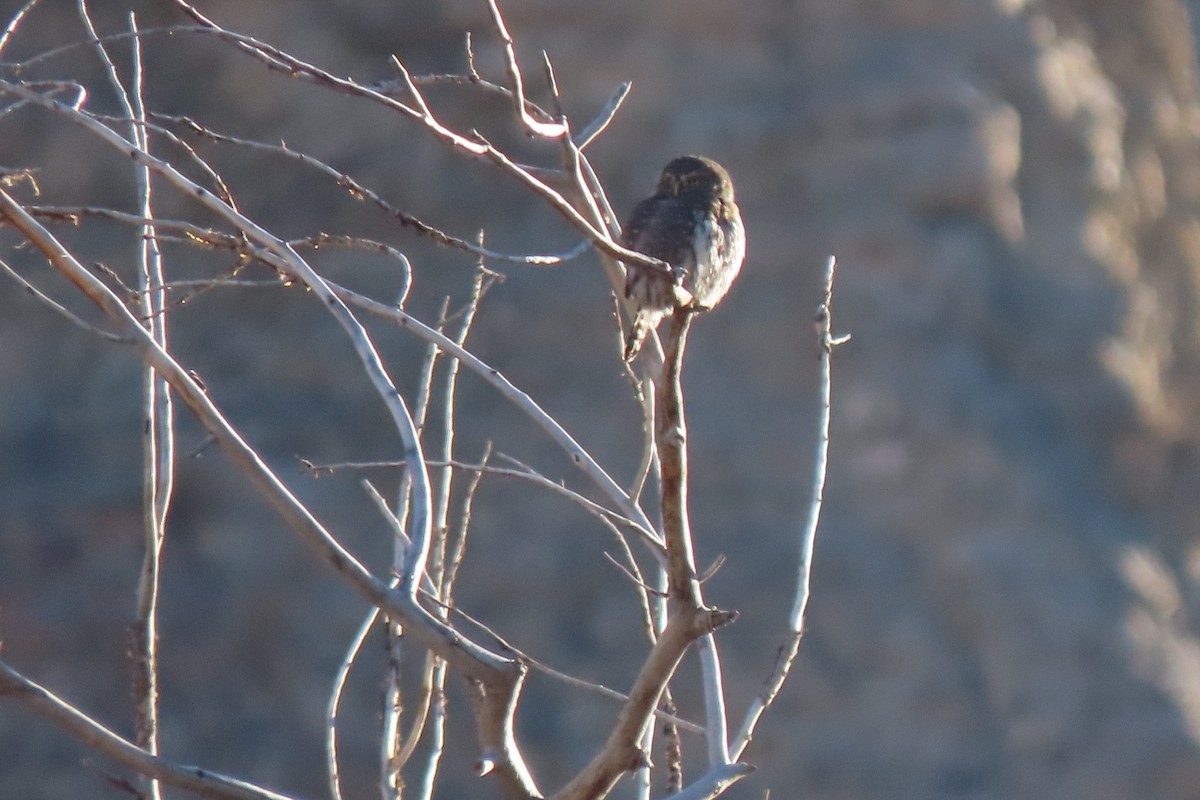Northern Pygmy-Owl - ML645684017