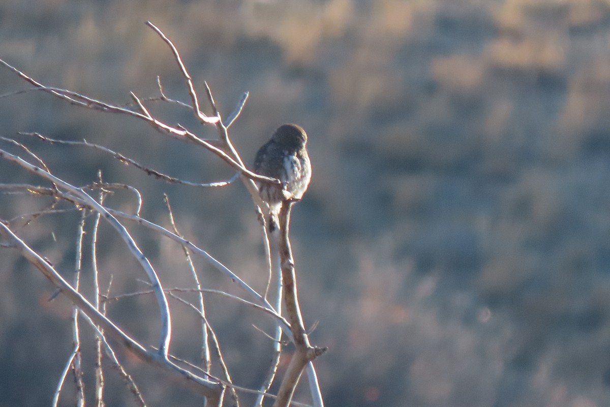 Northern Pygmy-Owl - ML645684018