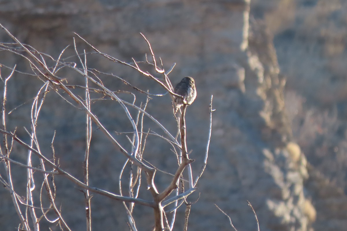 Northern Pygmy-Owl - ML645684020