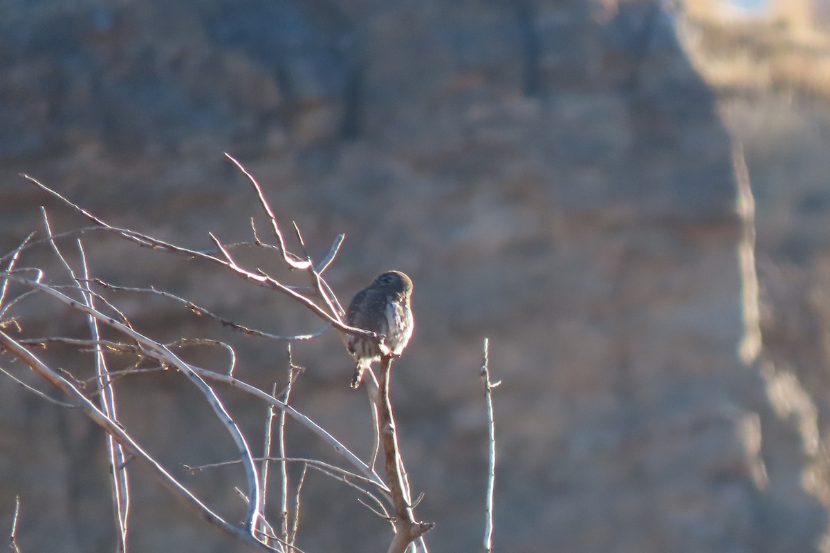 Northern Pygmy-Owl - ML645684021