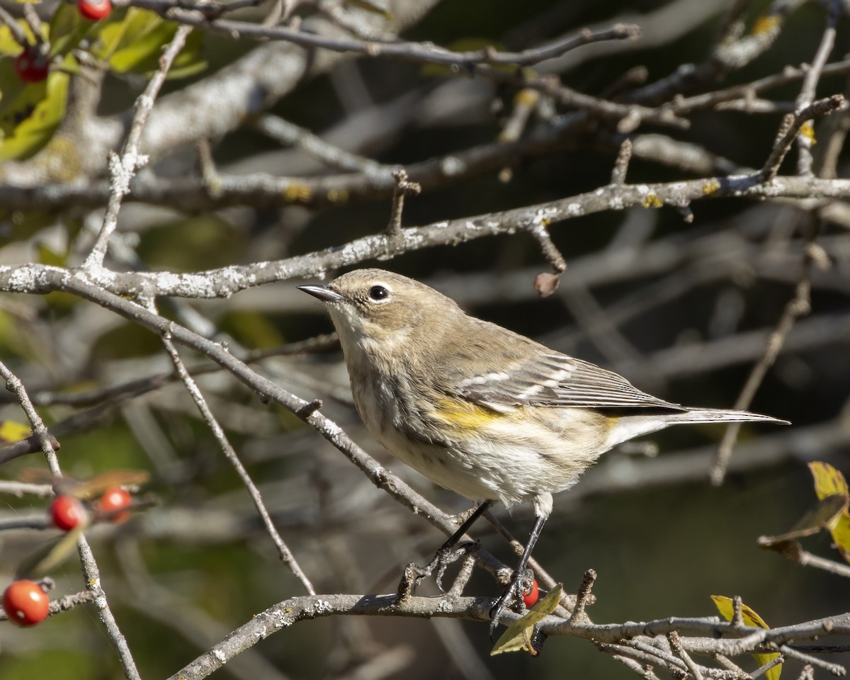 Yellow-rumped Warbler - ML645684030