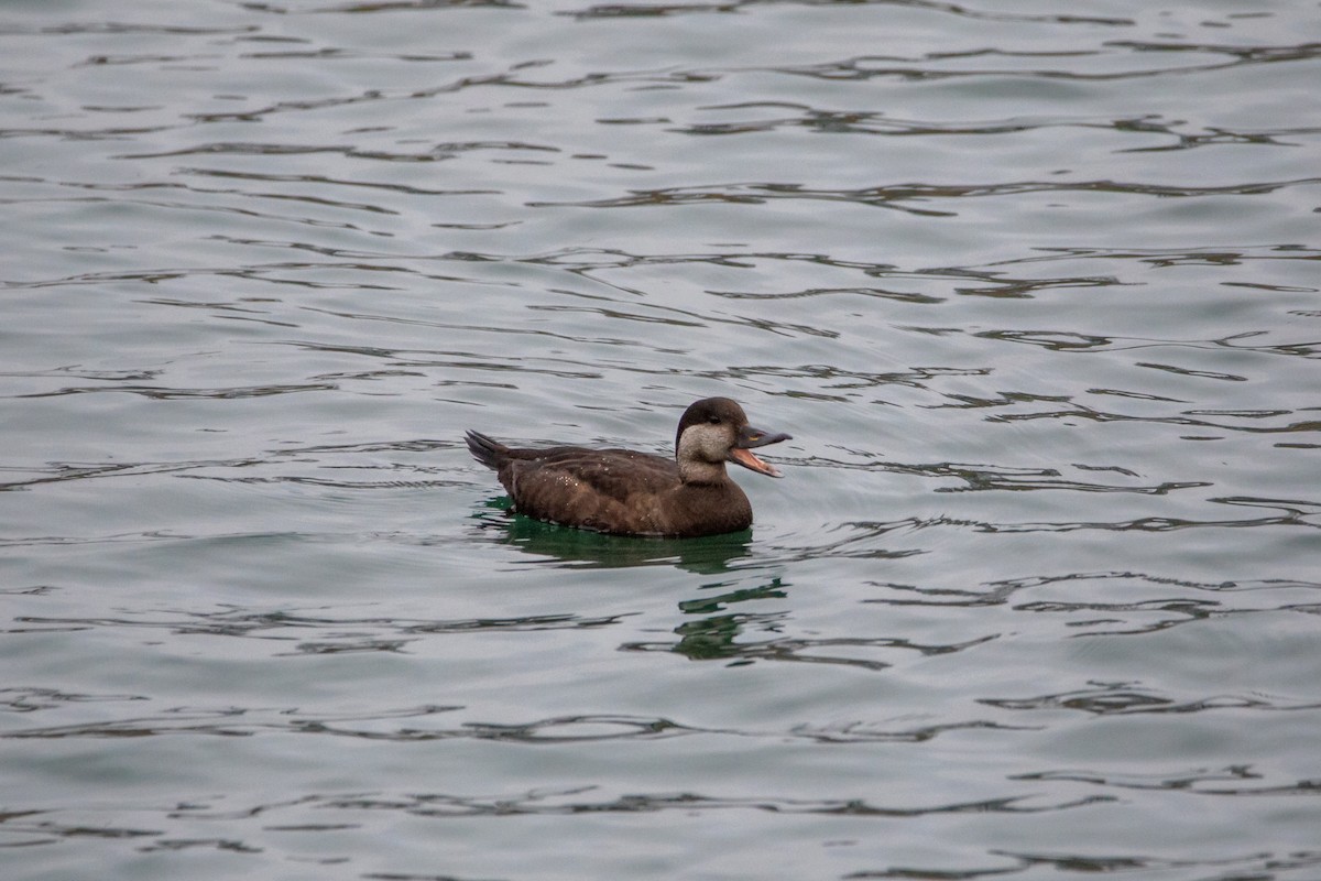 クロガモ - ML645684033