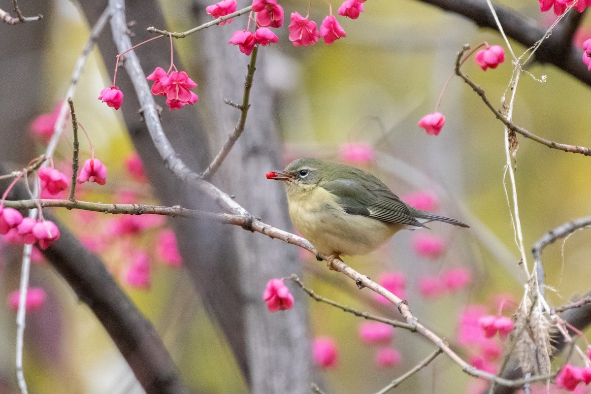 סבכון שחור-גרון - ML645684036