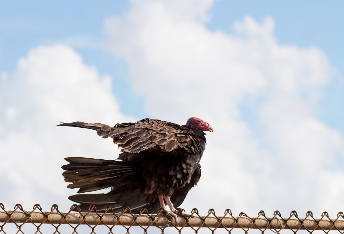 ヒメコンドル - ML645684044