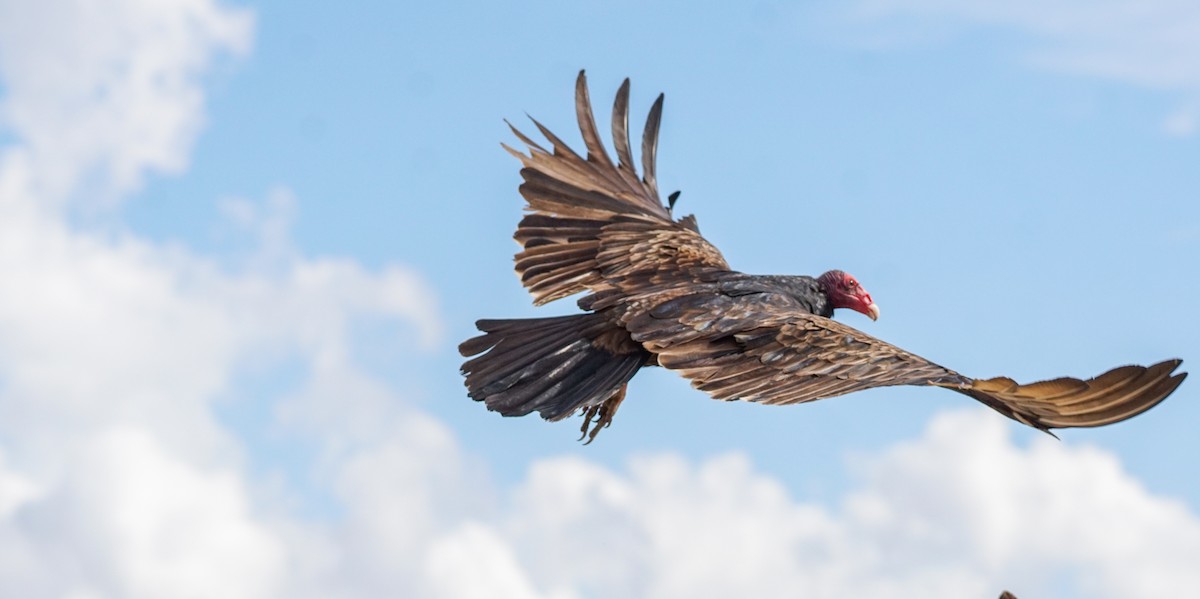 ヒメコンドル - ML645684045