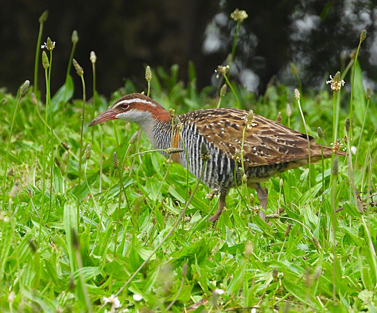 ナンヨウクイナ - ML645684047