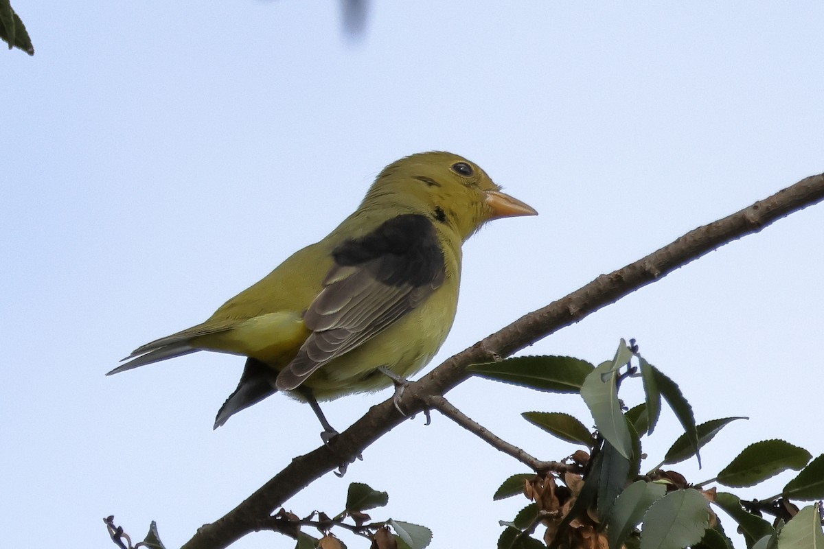 Піранга кармінова - ML645684048