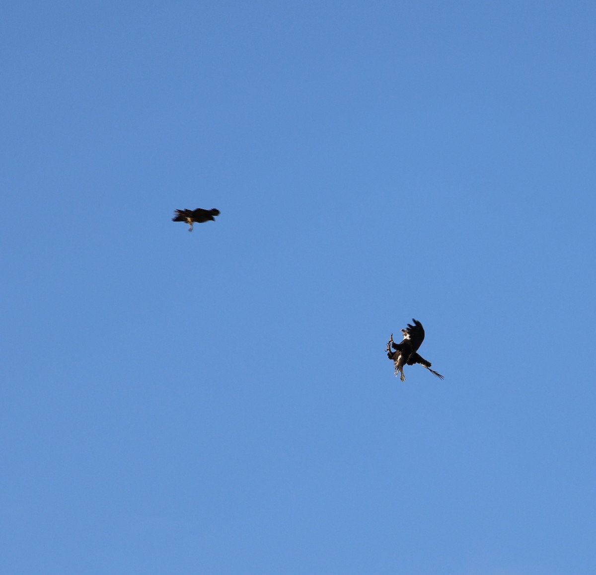 ハクトウワシ - ML645684051