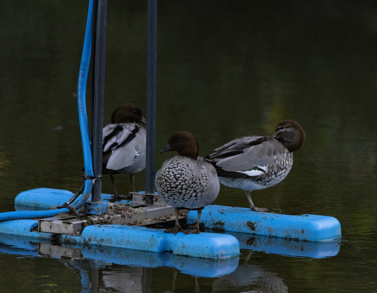 タテガミガン - ML645684052