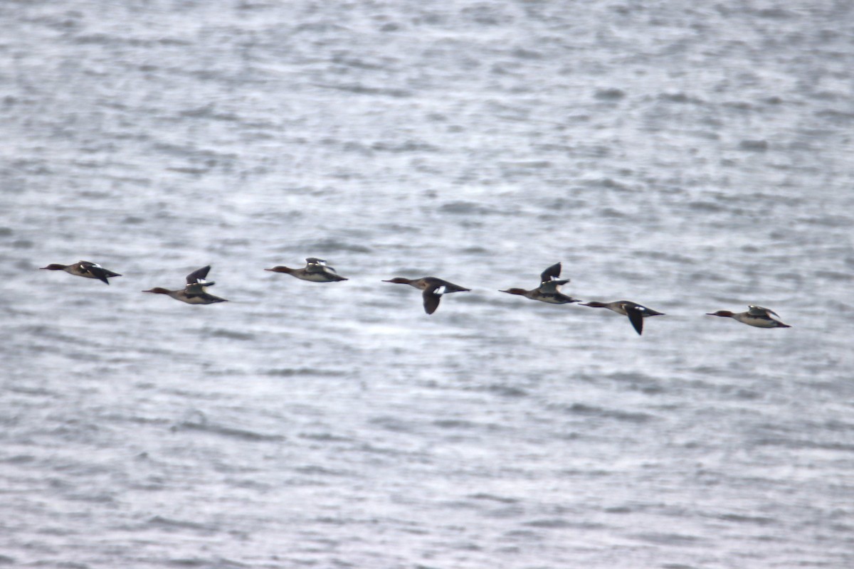 ウミアイサ - ML645684056