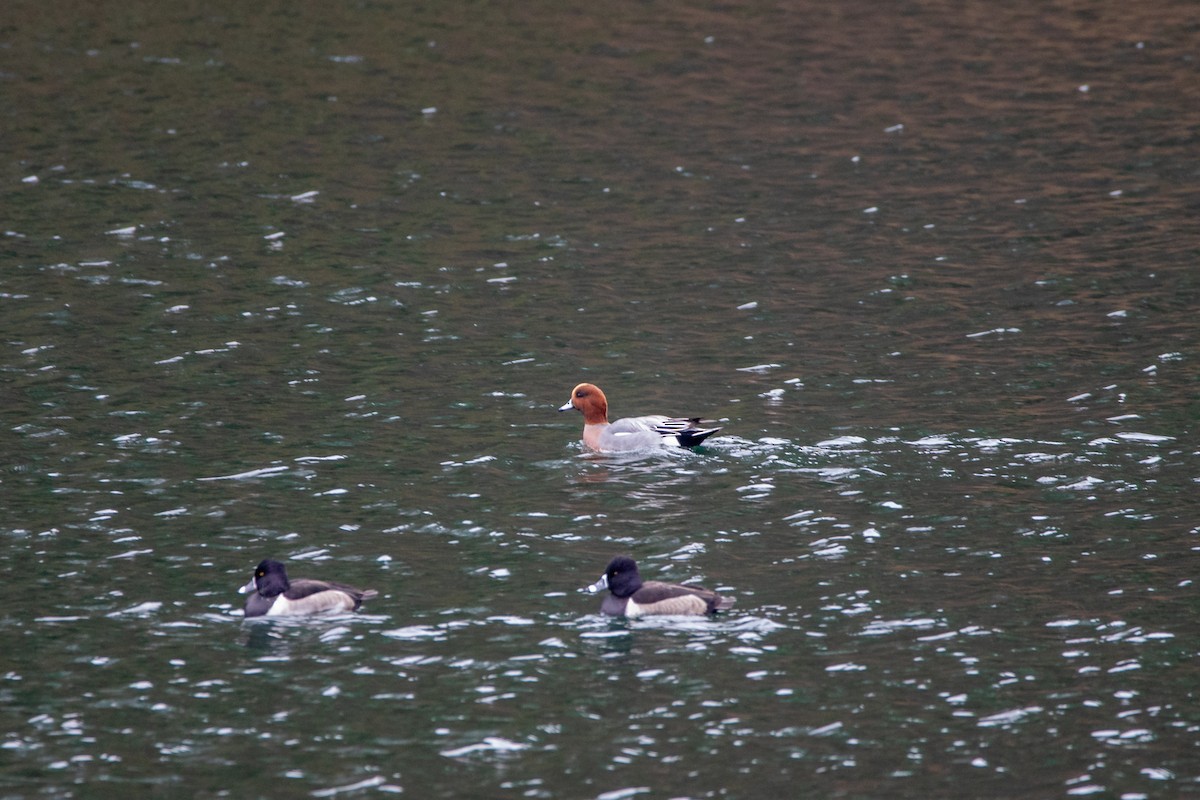 ヒドリガモ - ML645684057