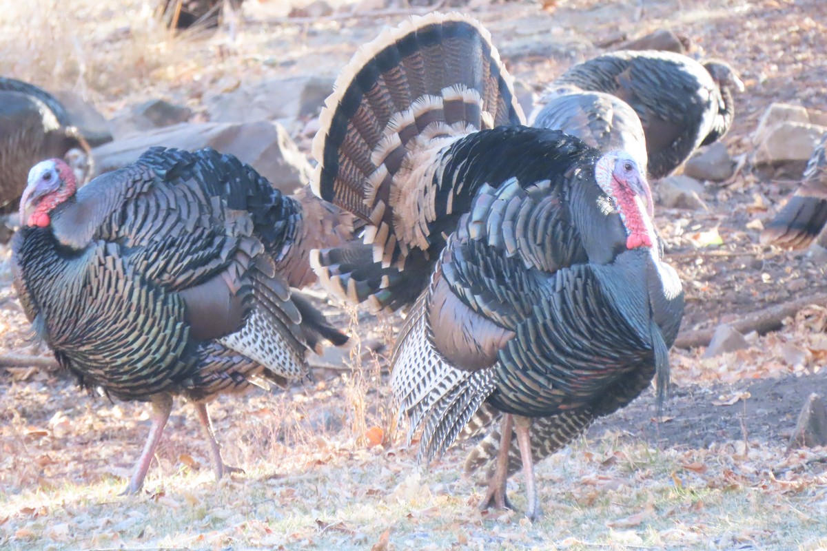 シチメンチョウ - ML645684058