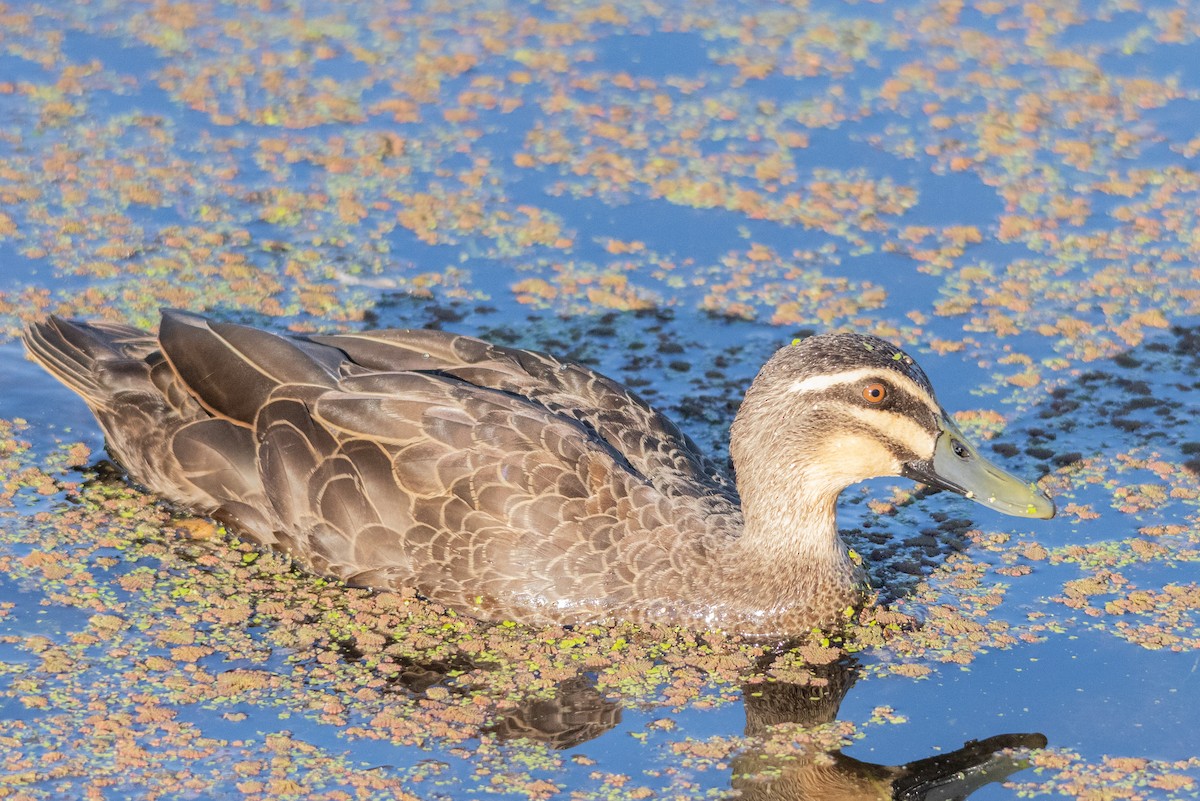 マミジロカルガモ - ML645684059