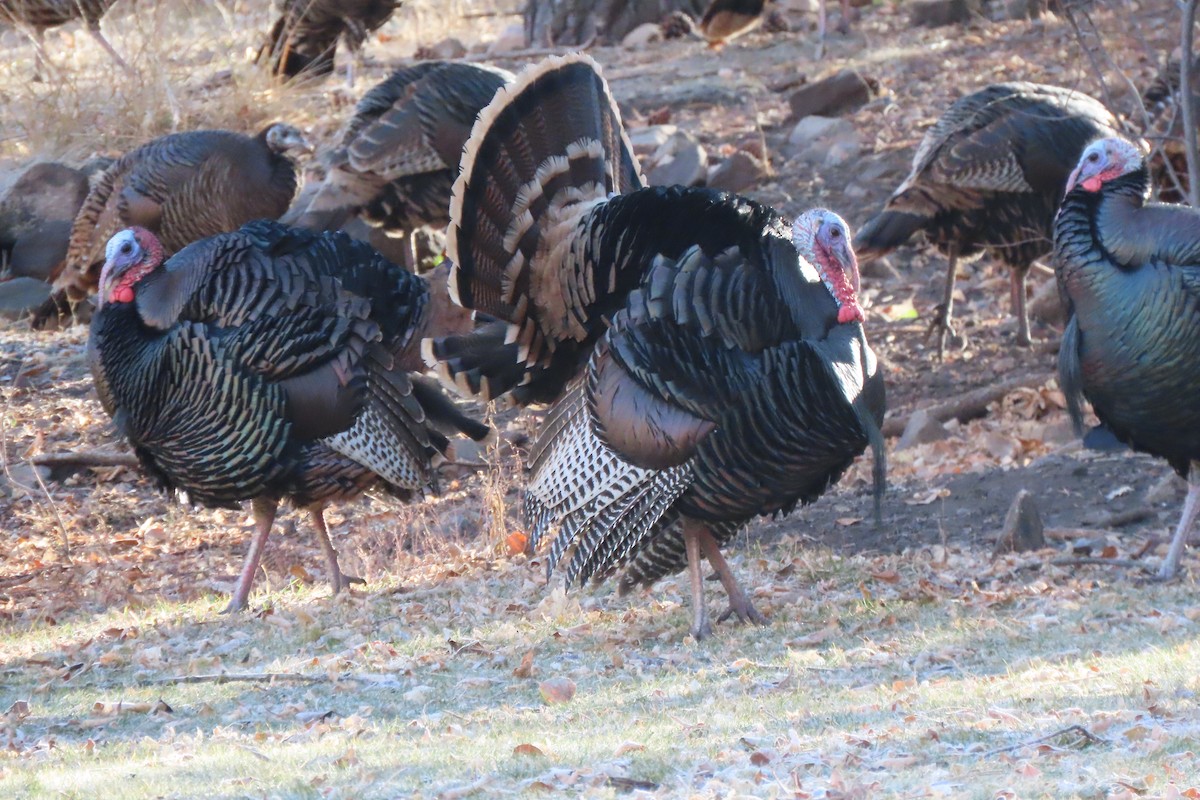 シチメンチョウ - ML645684060