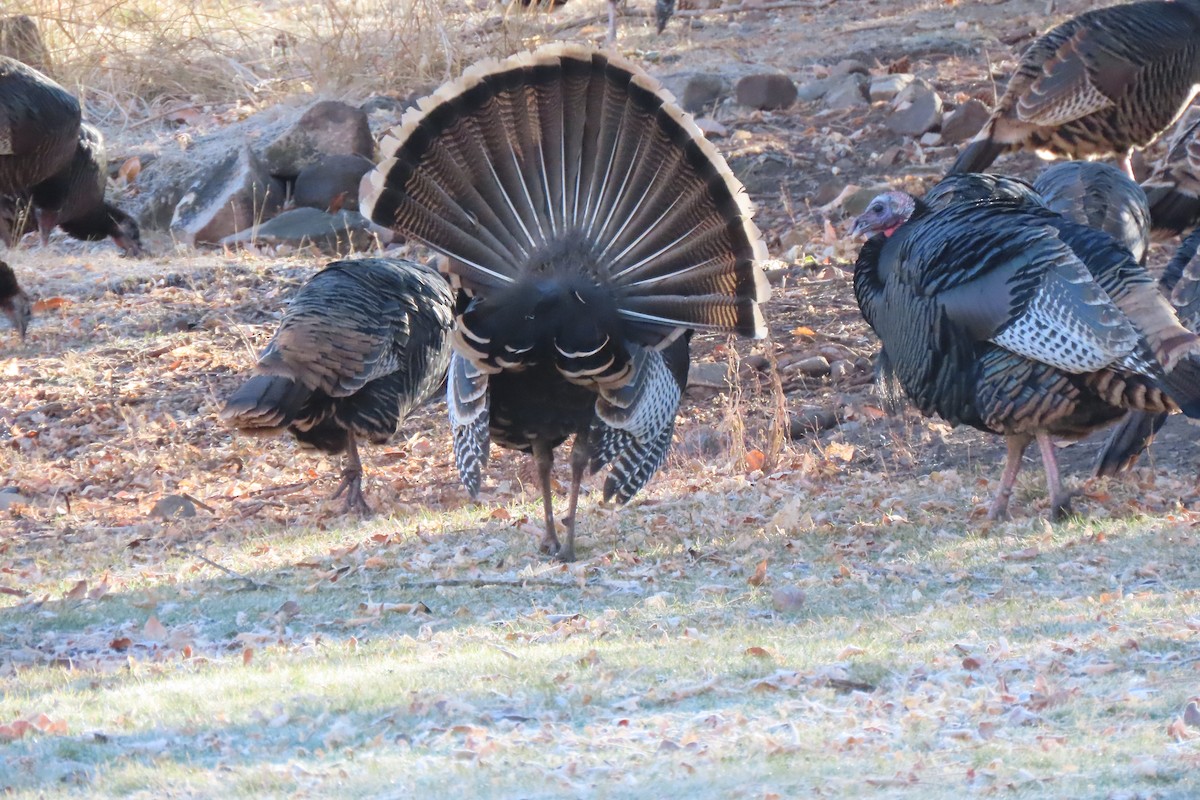 シチメンチョウ - ML645684061