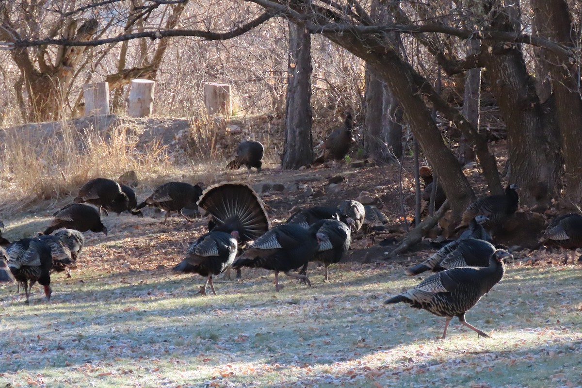 シチメンチョウ - ML645684062
