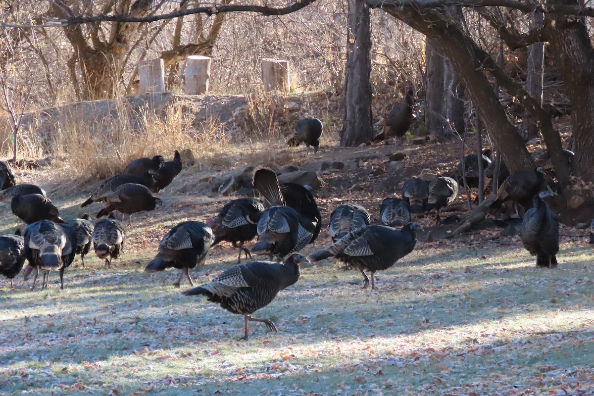 シチメンチョウ - ML645684063