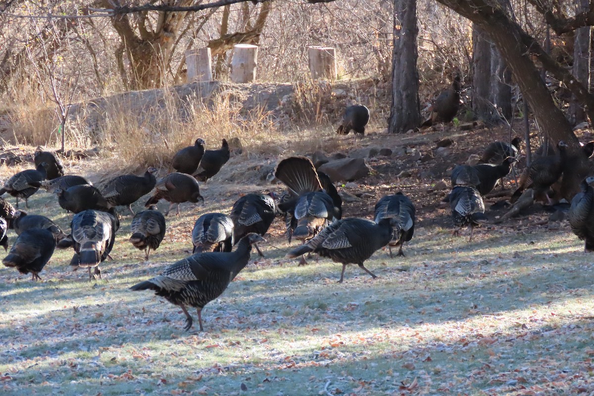 シチメンチョウ - ML645684064