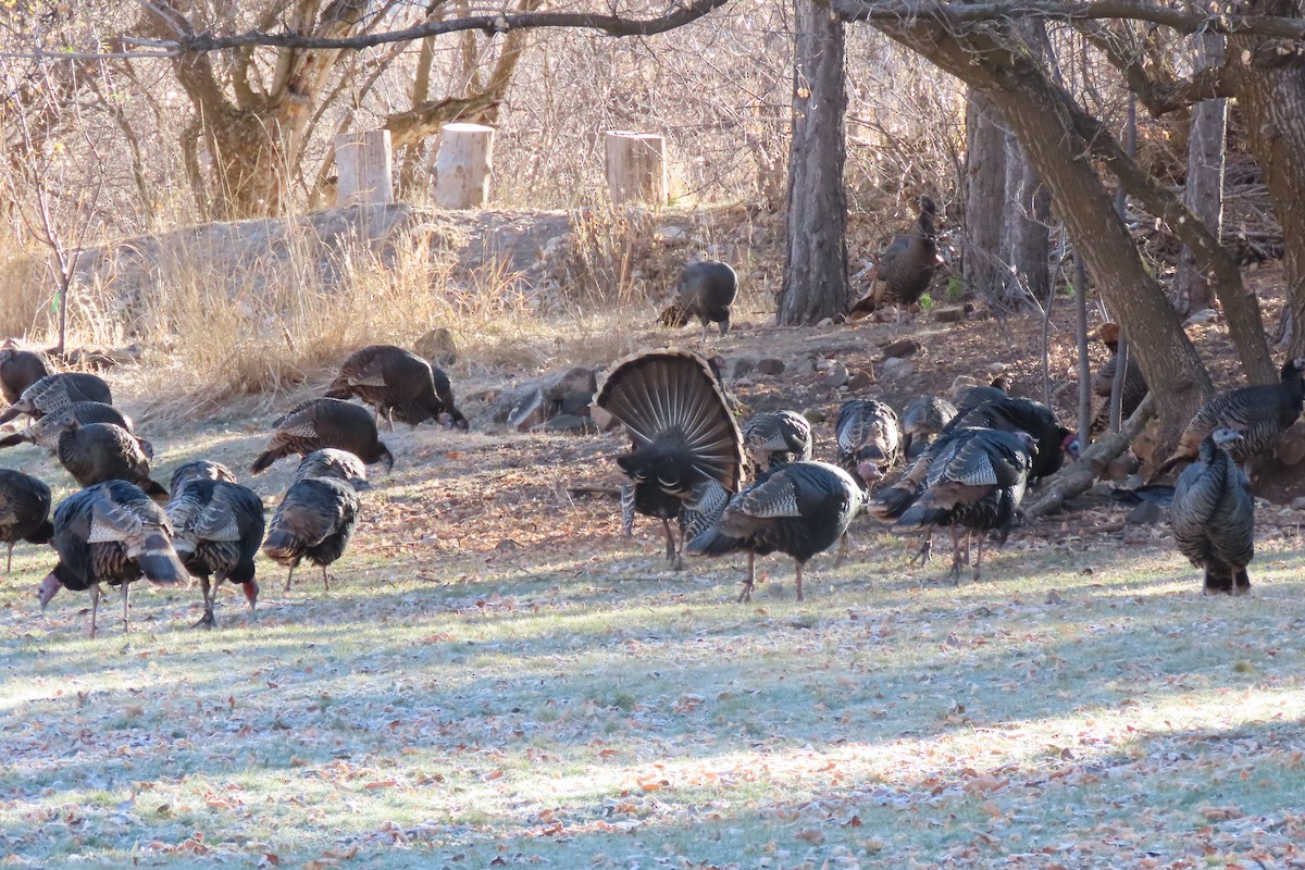 シチメンチョウ - ML645684065