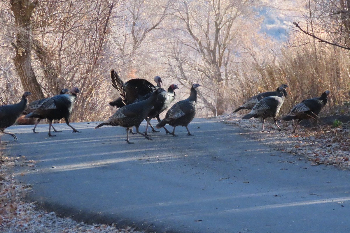 シチメンチョウ - ML645684066