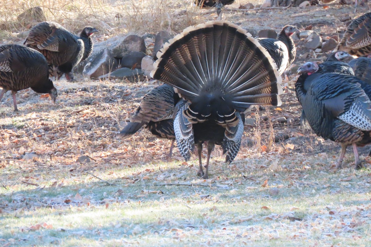 シチメンチョウ - ML645684067
