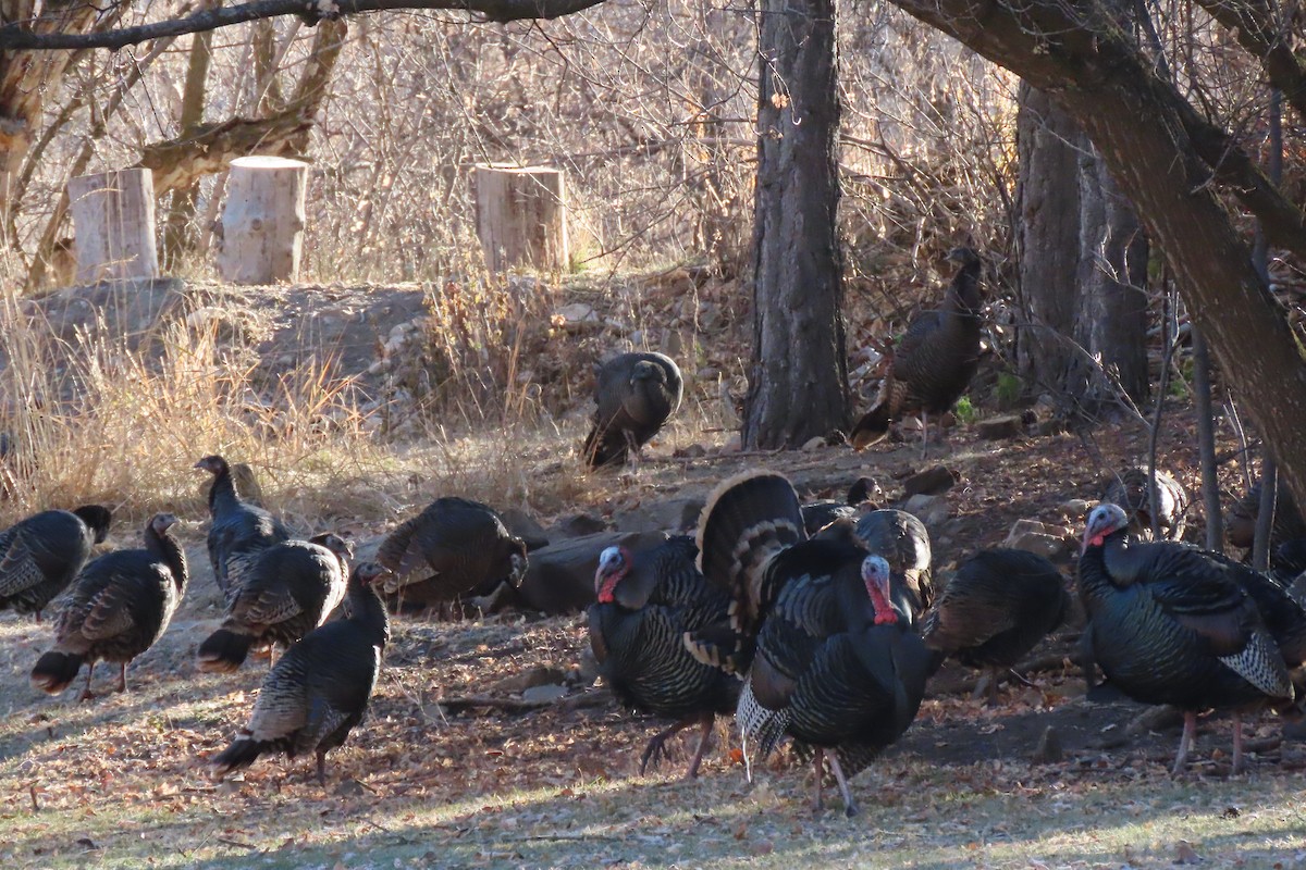 シチメンチョウ - ML645684068