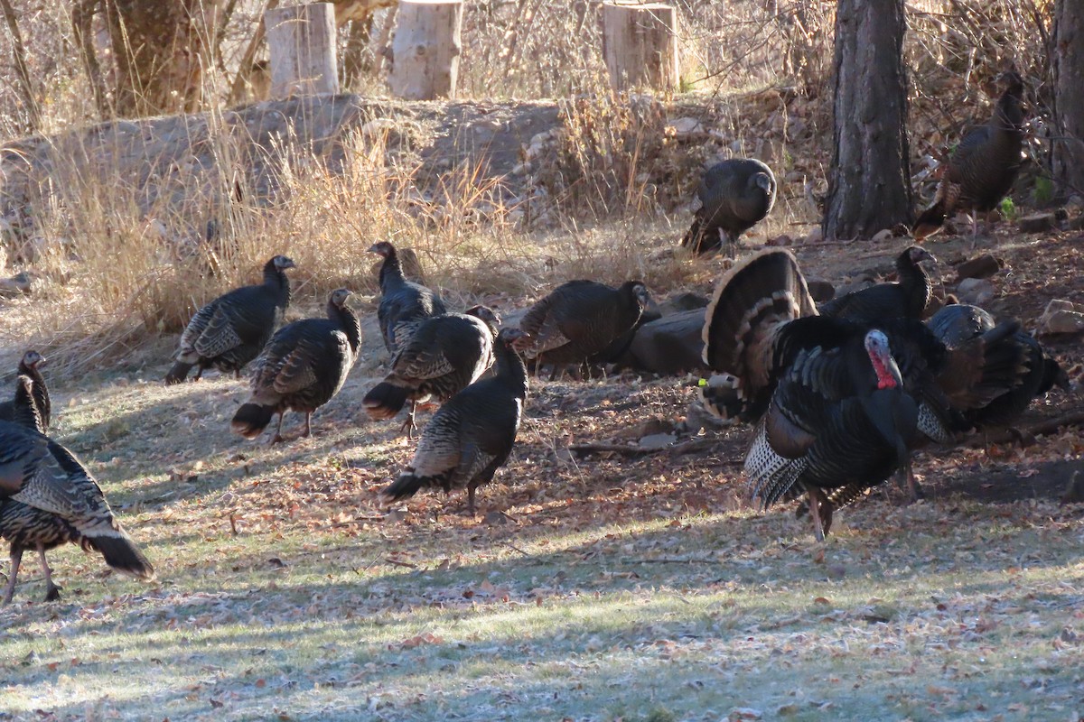 シチメンチョウ - ML645684069