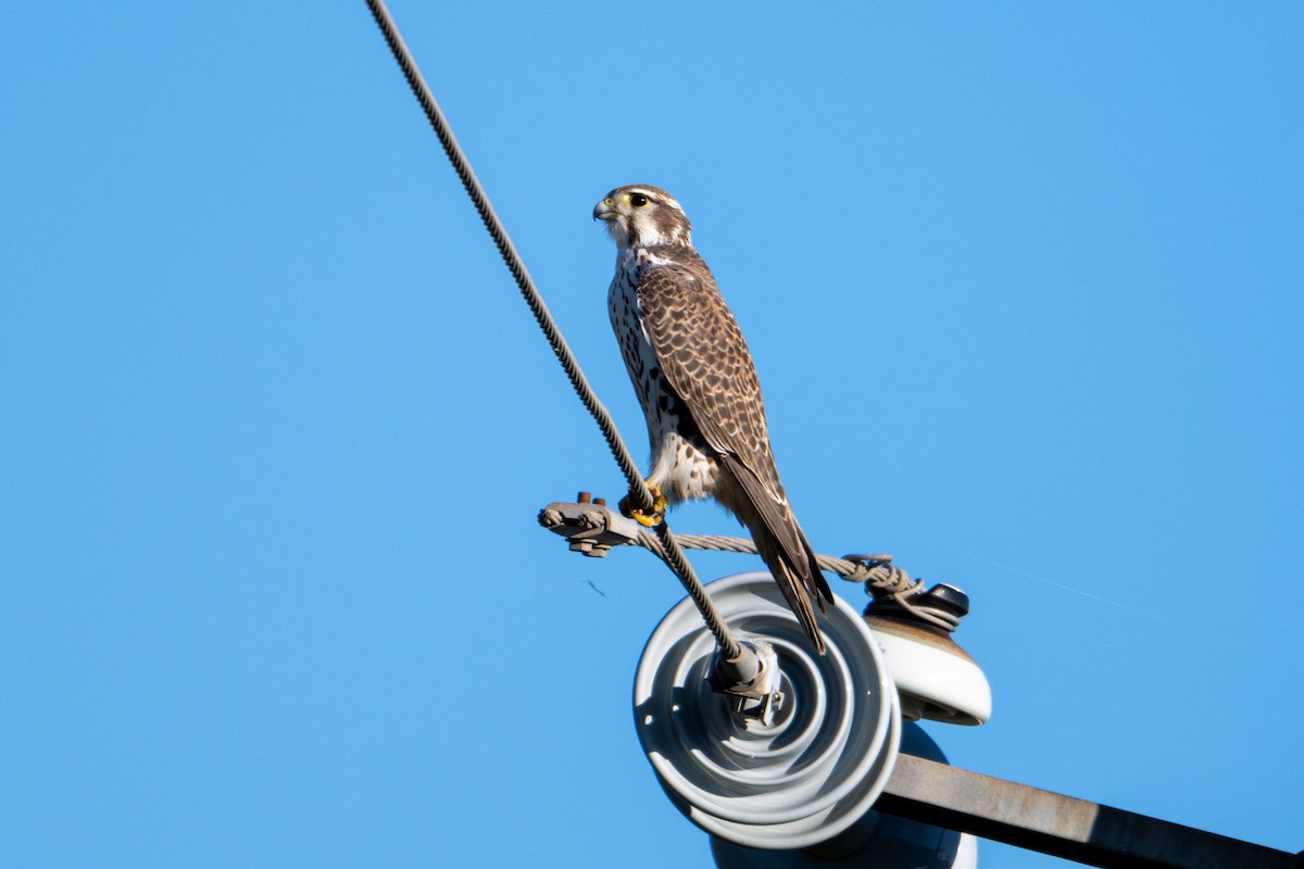 ソウゲンハヤブサ - ML645684070