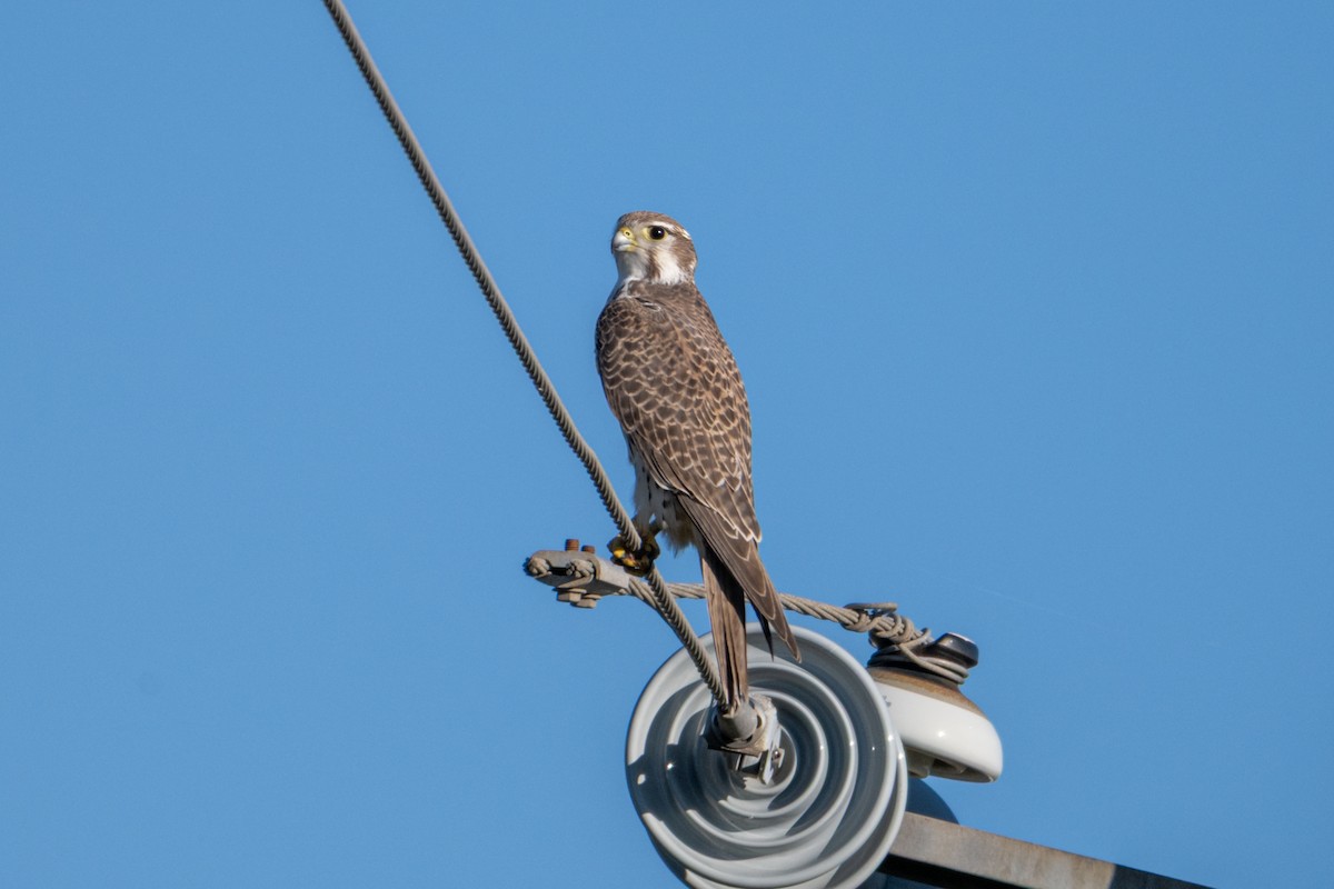 ソウゲンハヤブサ - ML645684071