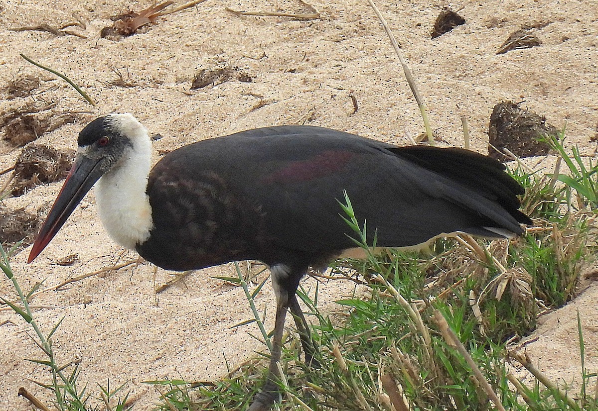 African Woolly-necked Stork - ML645684074