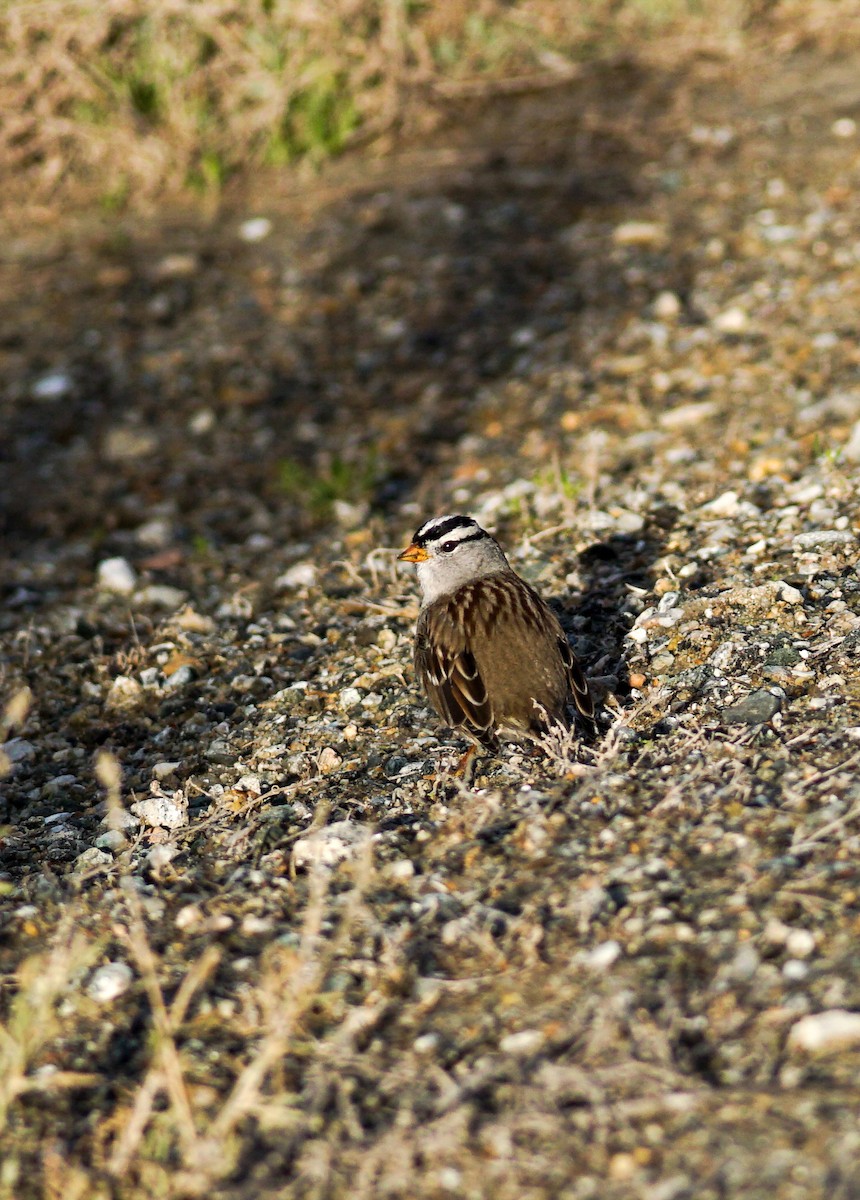 ミヤマシトド - ML645684075