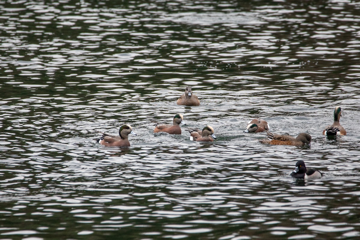 アメリカヒドリ - ML645684077