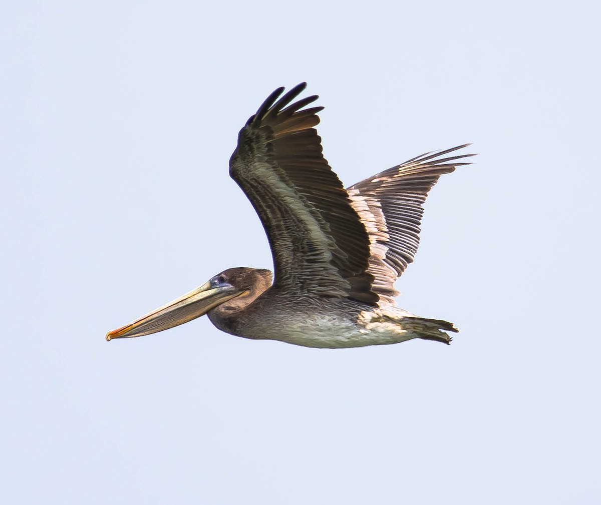 カッショクペリカン - ML645684078