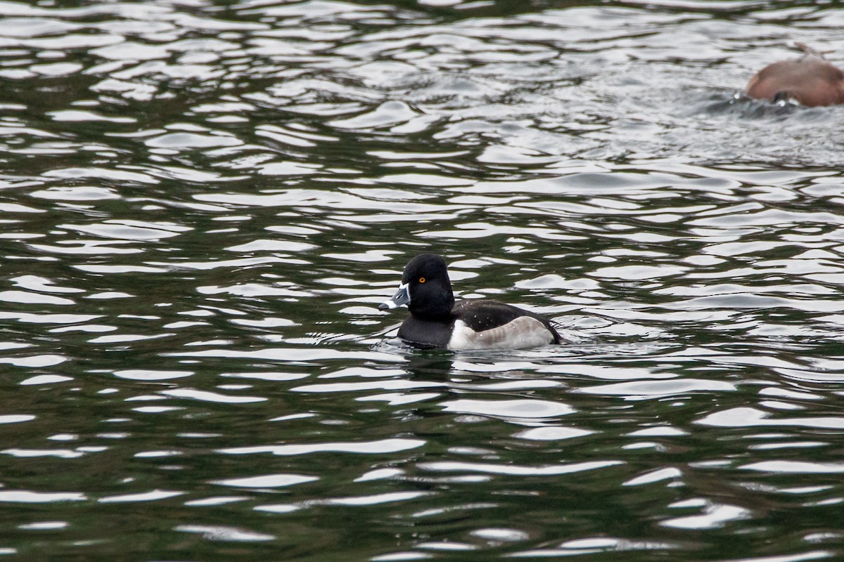 クビワキンクロ - ML645684079