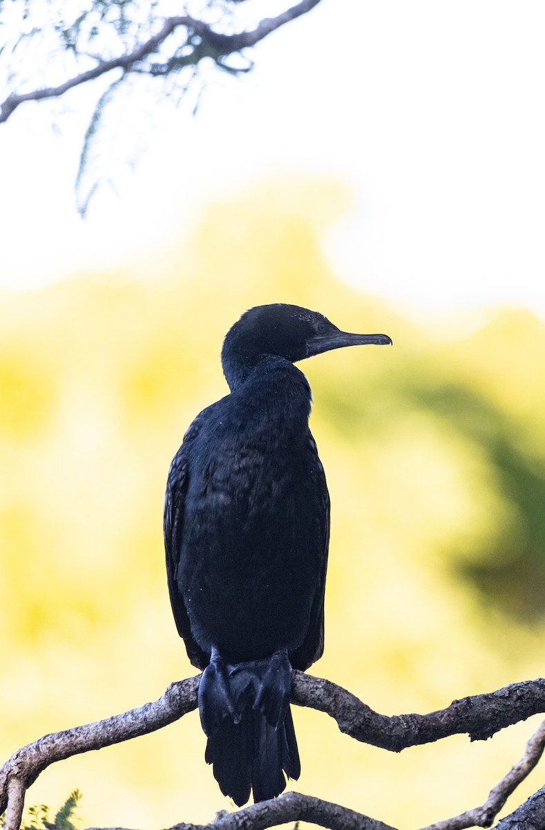 ミナミクロヒメウ - ML645684081