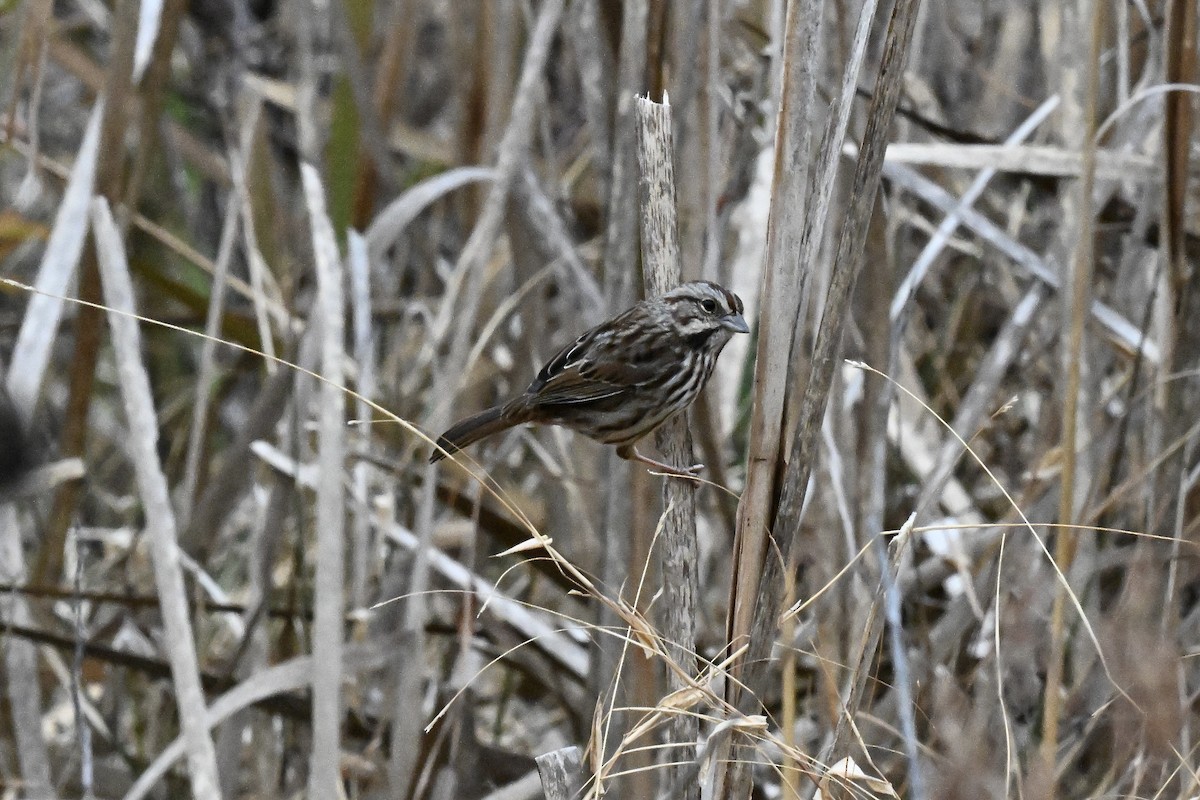 ウタスズメ - ML645684083
