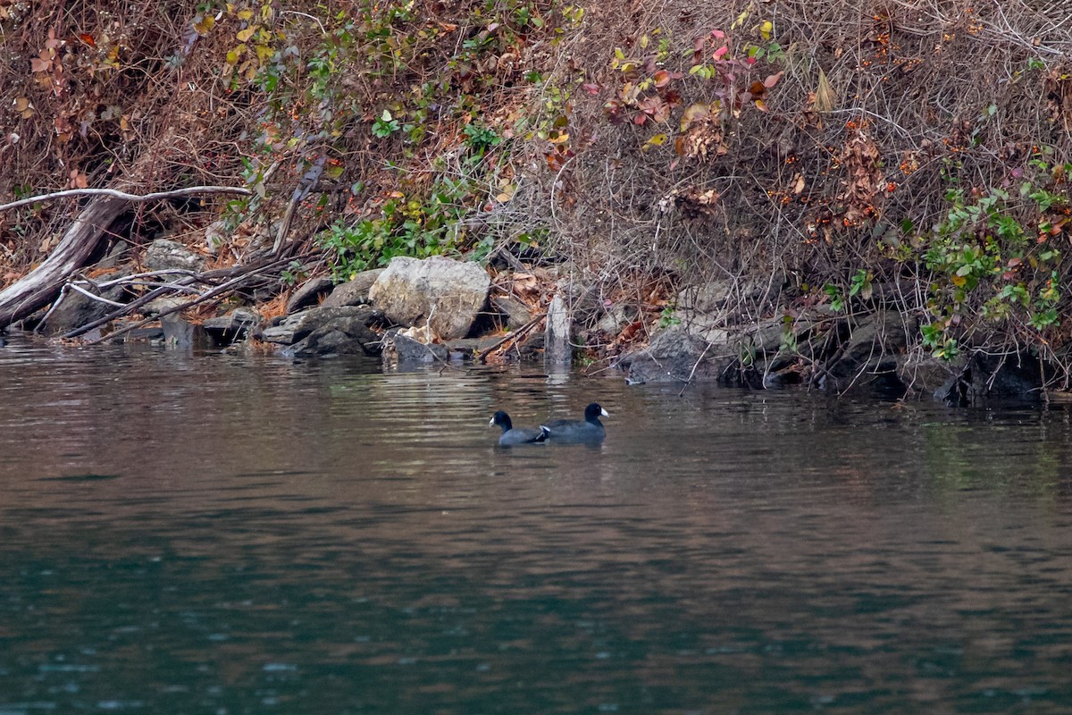 American Coot - ML645684085