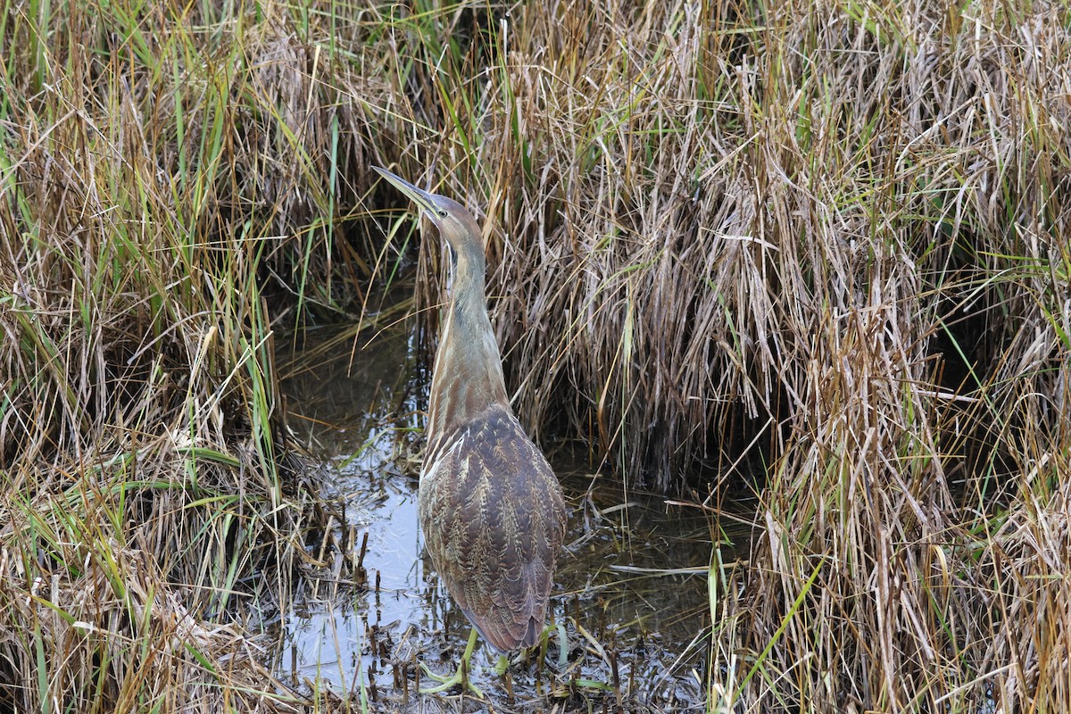 amerikarørdrum - ML645684087