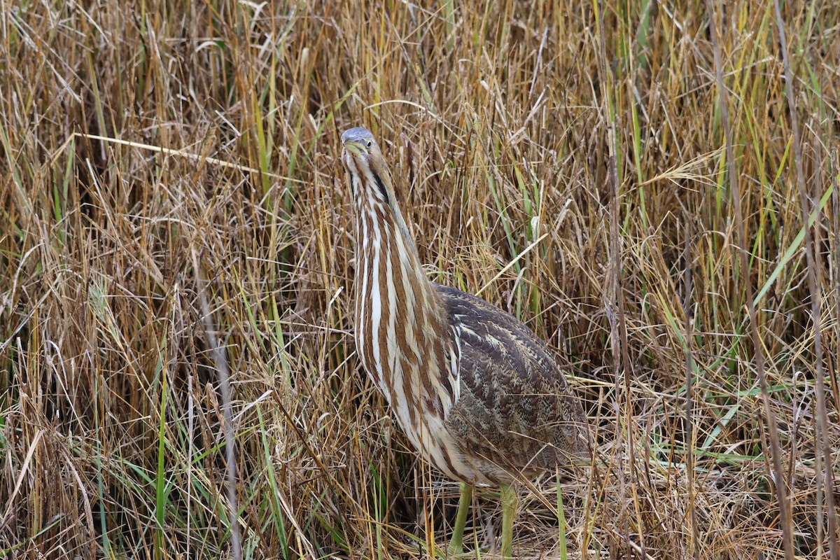 amerikarørdrum - ML645684088