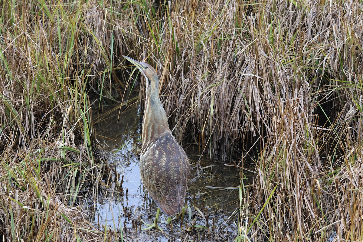 amerikarørdrum - ML645684089