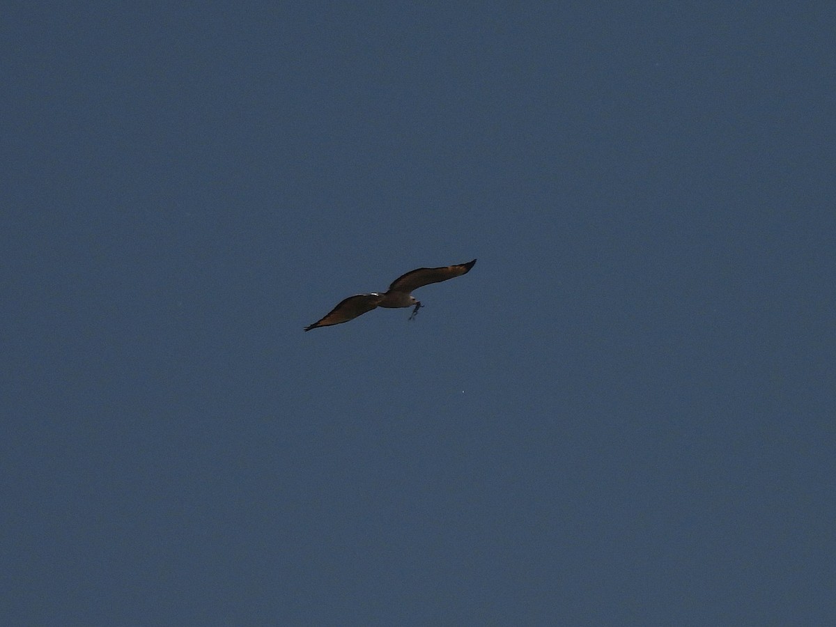 Busardo Sabanero - ML645684090