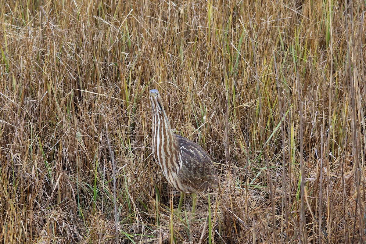 amerikarørdrum - ML645684091