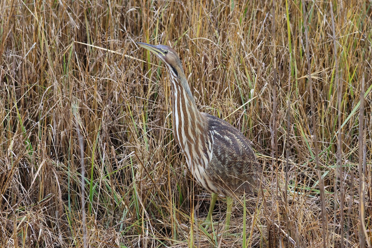 amerikarørdrum - ML645684092