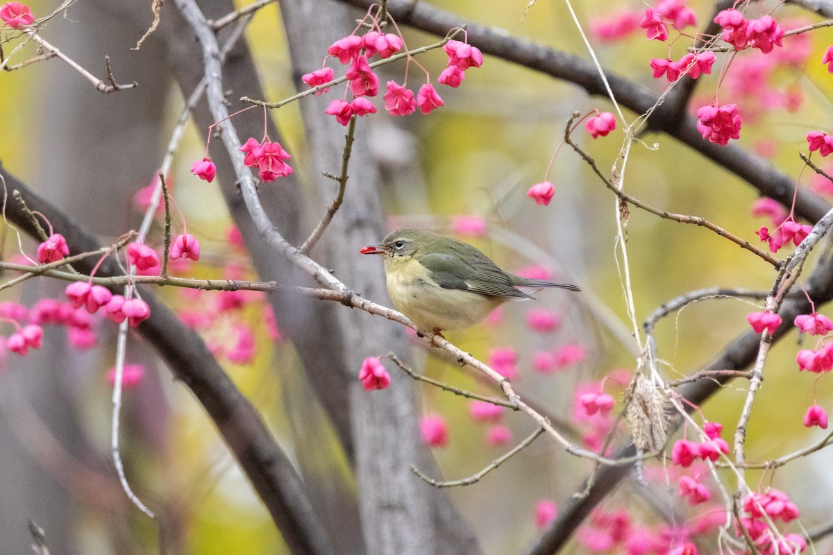 סבכון שחור-גרון - ML645684093
