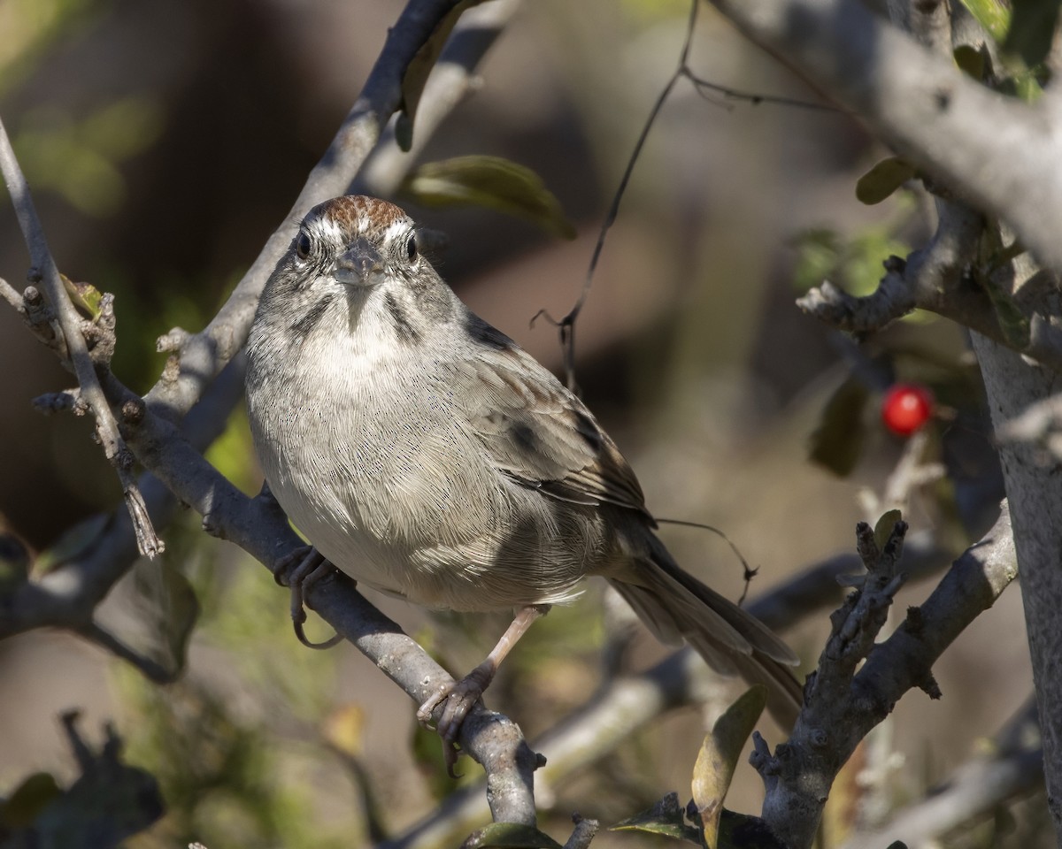 Rufous-crowned Sparrow - ML645684102