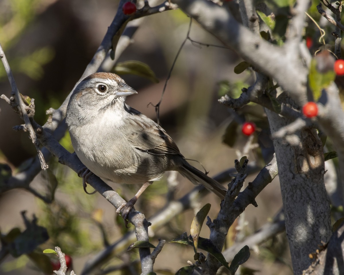Rufous-crowned Sparrow - ML645684103