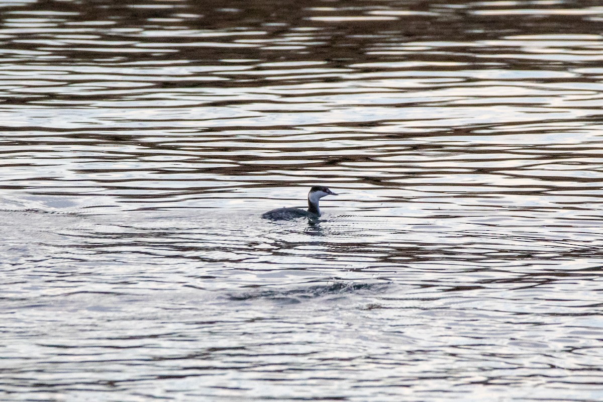 Horned Grebe - ML645684115